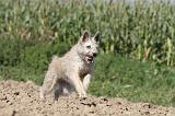 BOUVIER DES ARDENNES 087